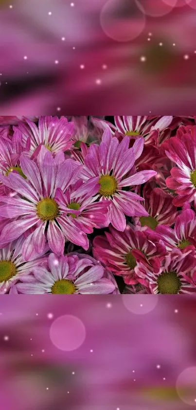 Pink chrysanthemum flowers with a soft bokeh background for mobile wallpaper.