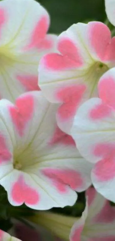 Vibrant pink flowers with white petals close-up on a mobile wallpaper.