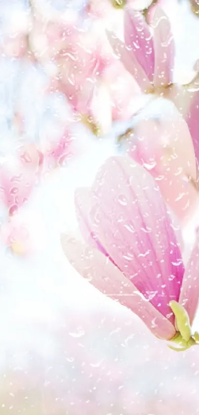 Delicate pink flowers with raindrops on a mobile wallpaper.