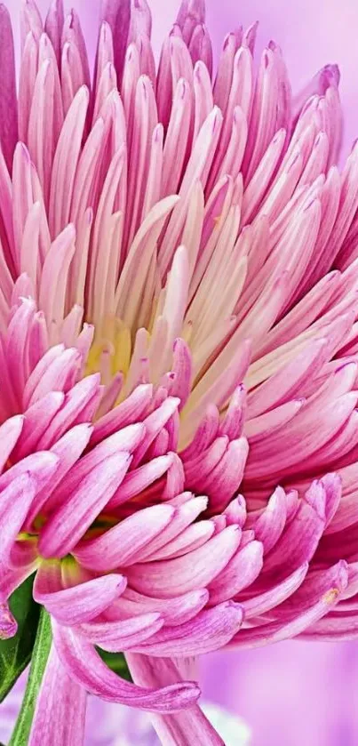 Pink chrysanthemum flower with detailed petals on a soft background.