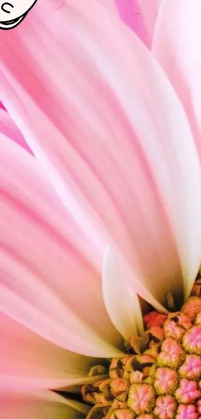 Close-up of vibrant pink flower petals for mobile wallpaper.