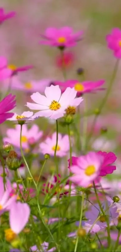 Vibrant pink cosmos flowers blooming in a lush garden setting