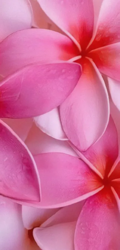 Pink floral petals with dewdrops on a serene mobile wallpaper design.