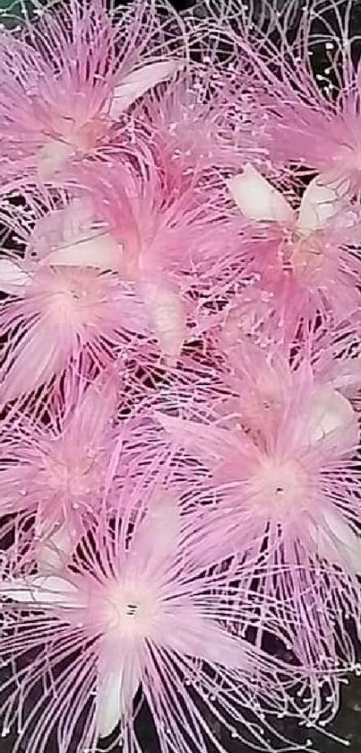 Mobile wallpaper featuring pink starburst blooms on a dark background.