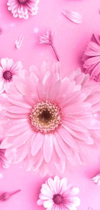 Pink daisy floral wallpaper for mobile phone background, soft and vibrant.