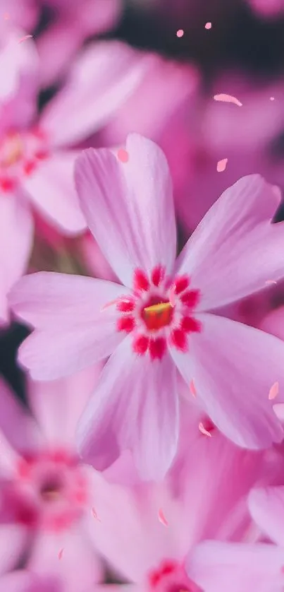 Vibrant pink floral wallpaper for phones.