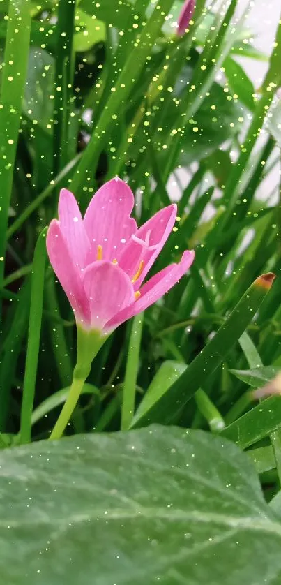 Pink flower amidst green leaves, serene nature wallpaper