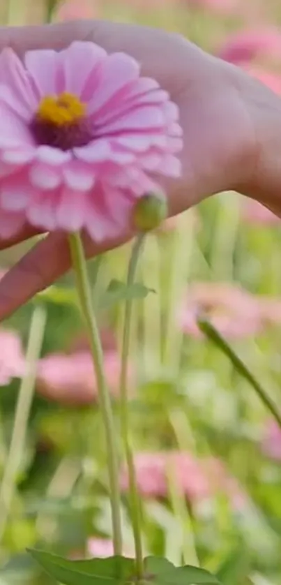 Close-up of a pink zinnia flower held gently by a hand in a field.