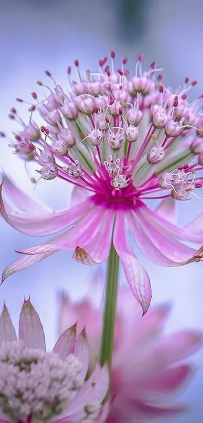 Pink flower with delicate petals and pastel hues on a mobile wallpaper.