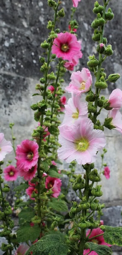Pink hollyhock flowers blooming against a rustic wall background.