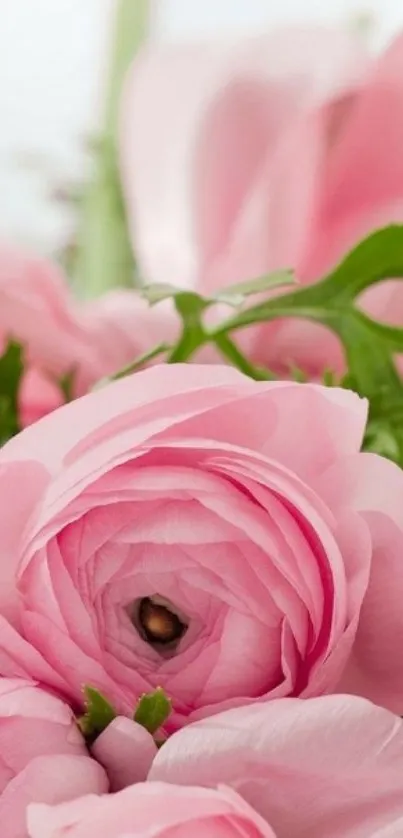 Pink flower bouquet with delicate layers of petals.