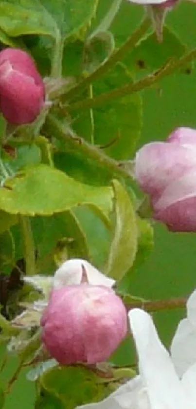 Pink flower buds with green leaves wallpaper.