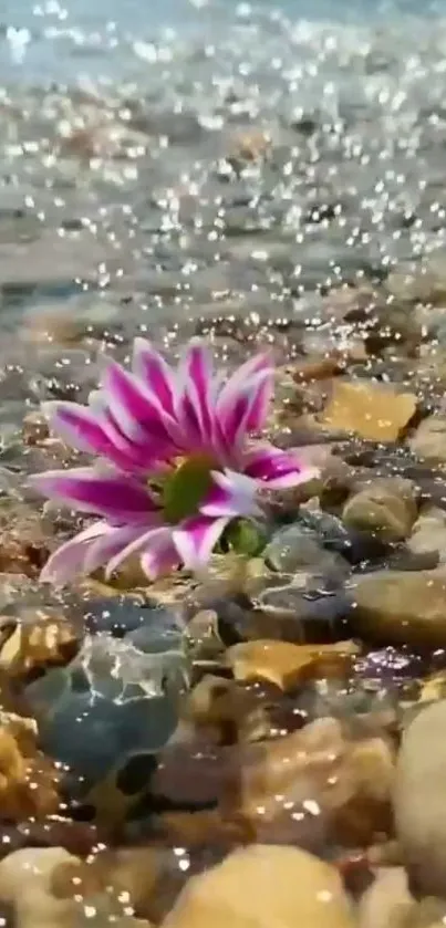 Pink flower in water amidst stones.