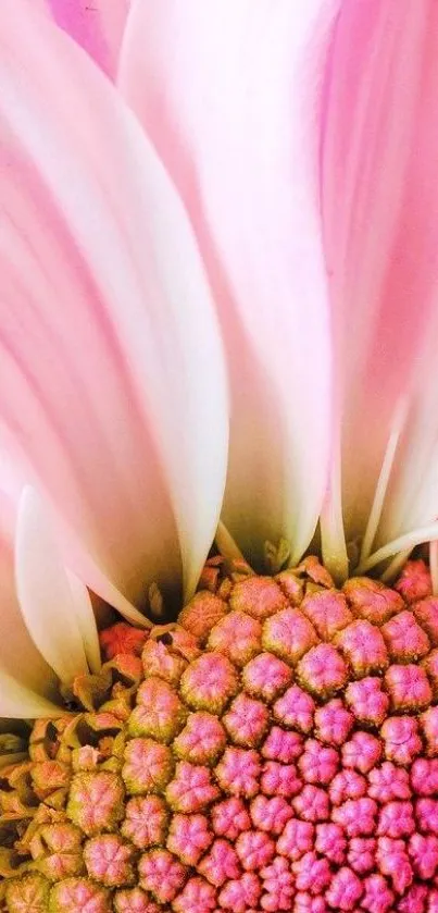 Close-up of a vibrant pink flower displaying intricate petal details.