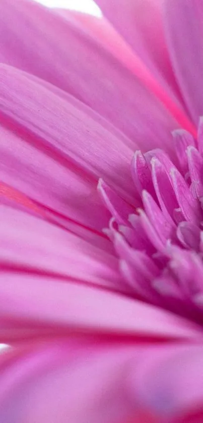 Pink gerbera daisy in close-up on white background.