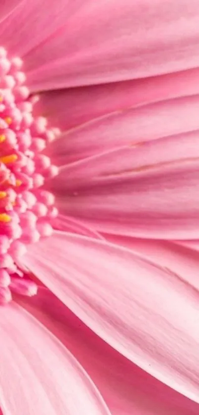 Close-up of a pink flower, highlighting delicate petals.