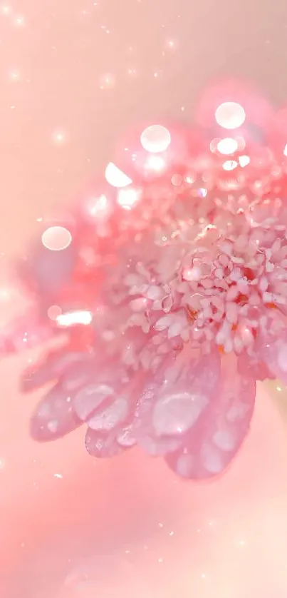 Close-up of a pink flower with dew on petals, in soft focus.