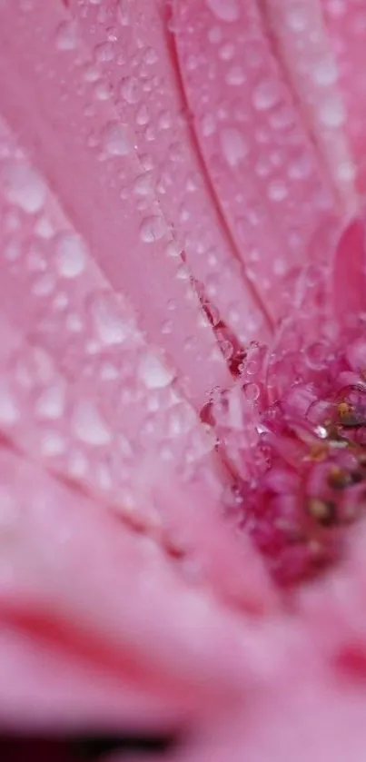 Close-up of a pink flower with water droplets on its petals.