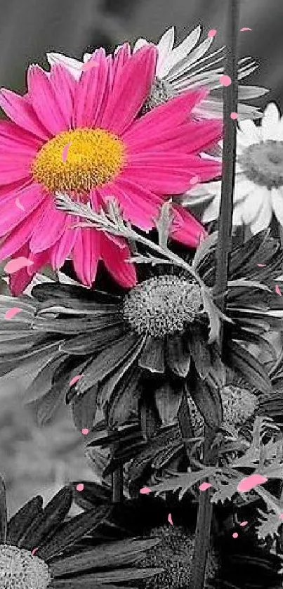 Pink flower on grayscale background wallpaper.