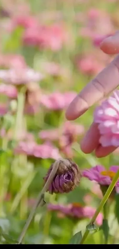 Hand touching vibrant pink flowers in a serene garden setting.