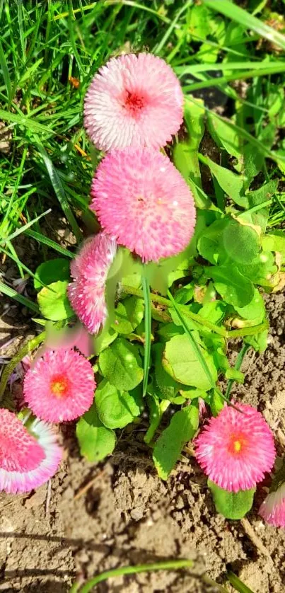 Pink flowers in a lush green garden, vibrant and fresh mobile wallpaper.