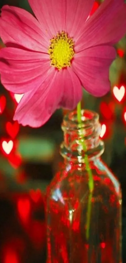 Pink flower in glass vase with heart bokeh.