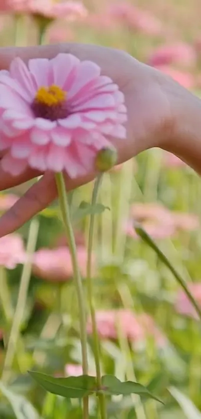 Pink flower gently held by a hand in a field.