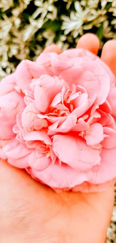 A delicate pink rose gently held in a hand with a lush background.