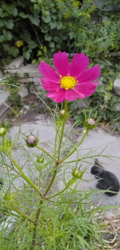 Pink flower with green leaves and playful kittens in a rustic garden setting.