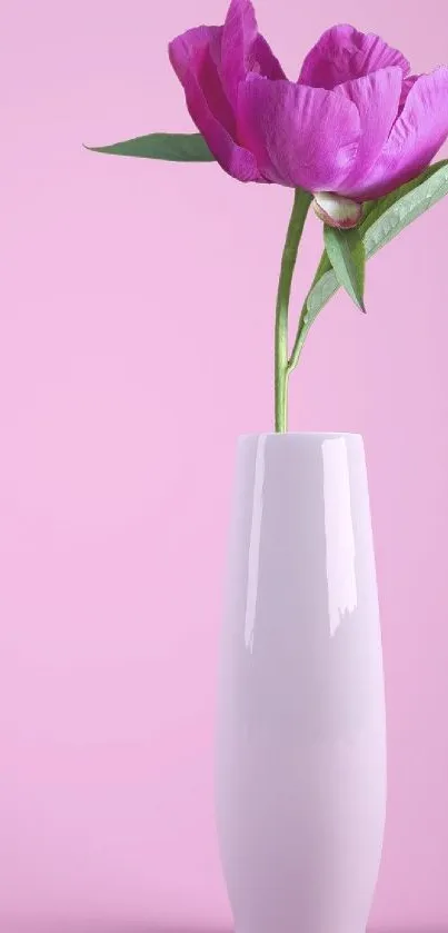 Elegant pink flower in a white vase against a soft pink background.