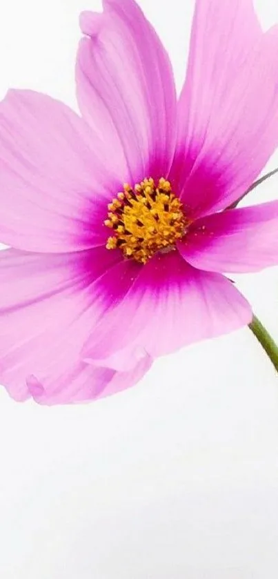 Minimalist pink flower wallpaper with elegant petals and vibrant colors.