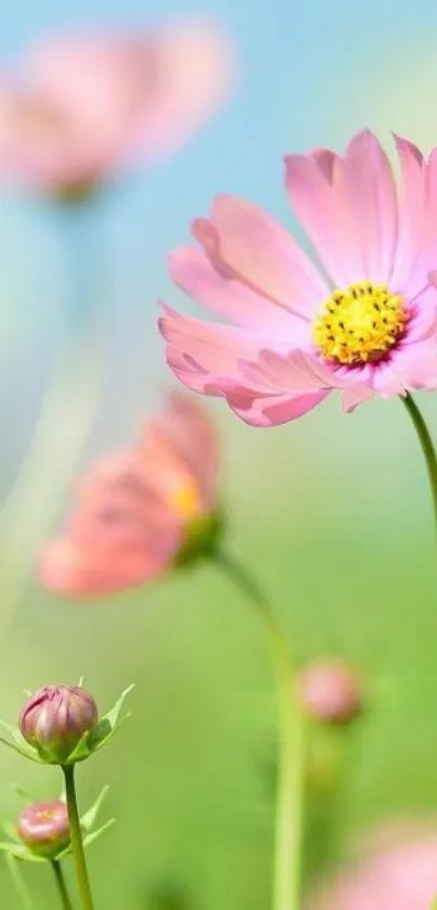 Delicate pink flowers with a blue sky background.