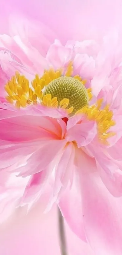 Delicate pink flower with soft petals and yellow center.