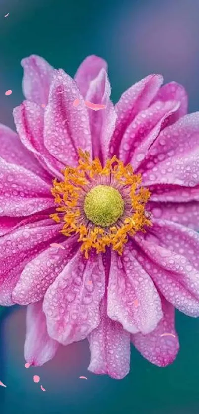 Pink flower with dewdrops on petals against a soft blue background.