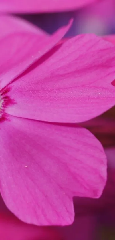 Close up of a vibrant pink flower blossom.