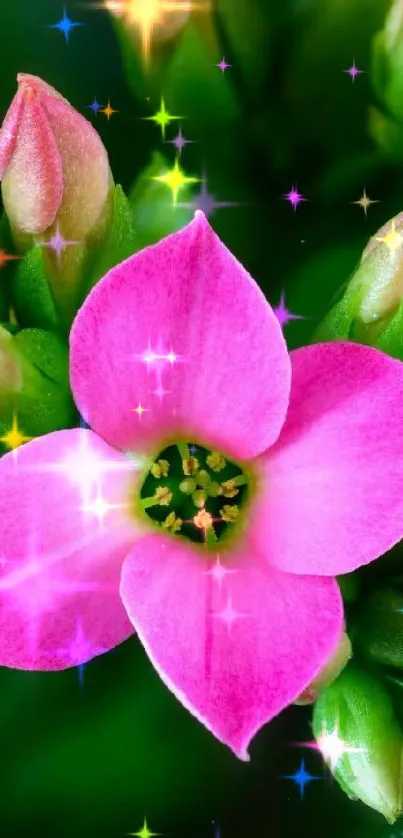 Close-up of a vibrant pink flower with lush green leaves.