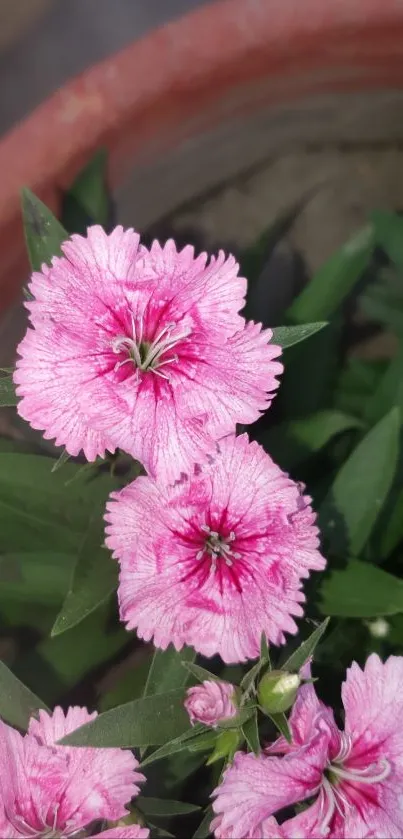 Pink flowers in a terracotta pot.