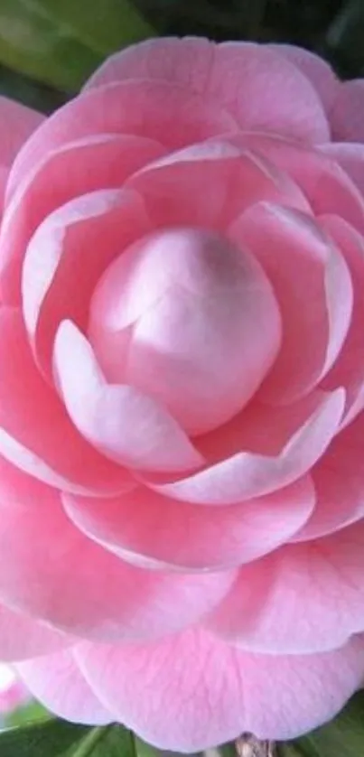 A beautiful pink flower with layered petals in close-up view.