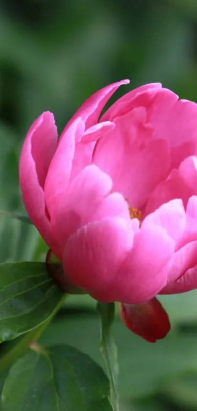 Pink peony flower with green leaves background wallpaper.