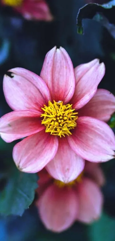 Vibrant pink flower with yellow center on a blue background.