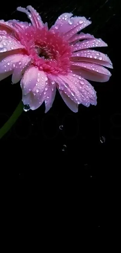 Pink flower with water droplets on a black background.