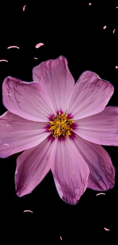 Pink flower on a black background with scattered petals.