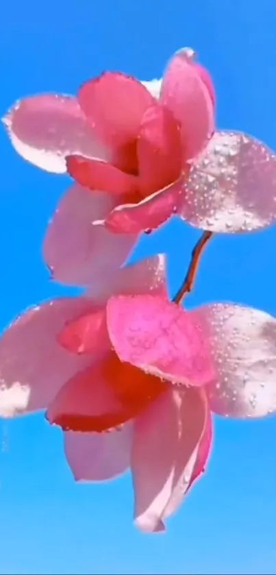 Pink flowers with dew against blue sky.