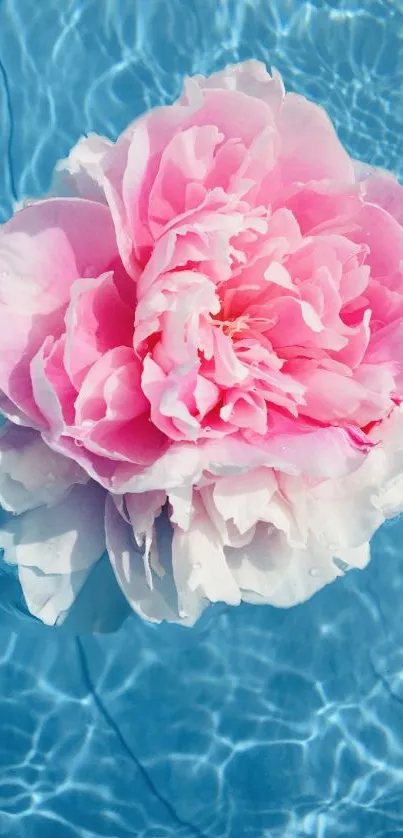 Floating pink flower on clear blue water surface.