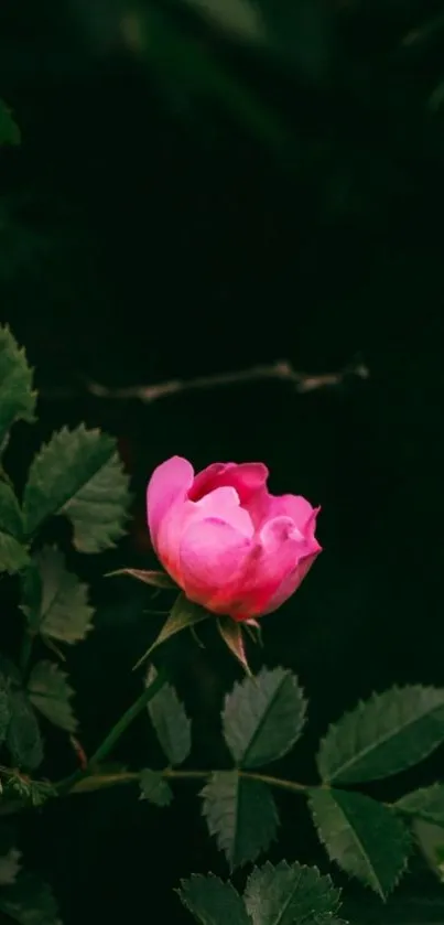 Pink flower on a dark leafy background, mobile wallpaper.