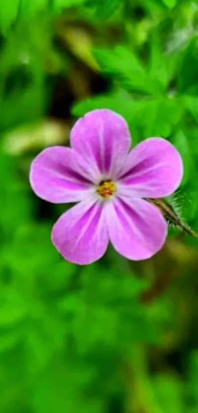 A vibrant pink flower on lush green leaves wallpaper.