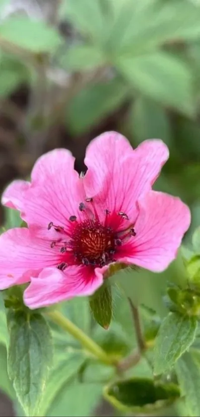 Close-up of a pink flower with green leaves background.