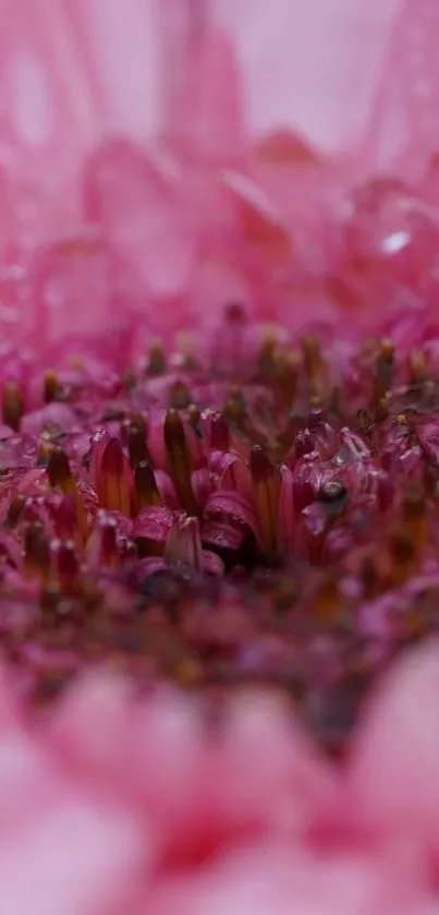 Close-up of detailed pink flower petals showcasing vibrant color.