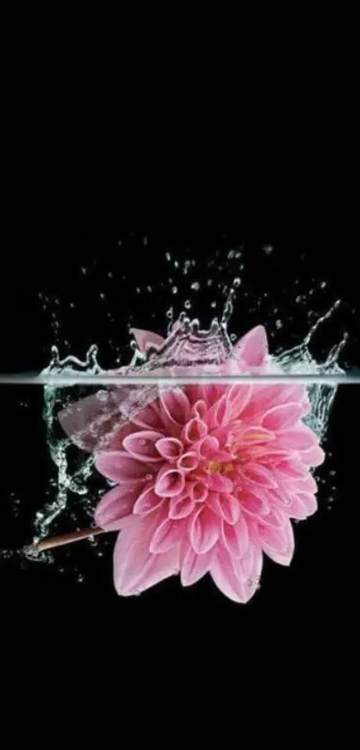 Pink flower splash on a sleek black background wallpaper.