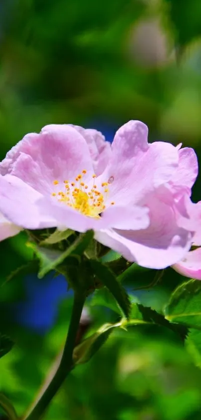 Close-up of a pink flower with green leaves on a mobile wallpaper.